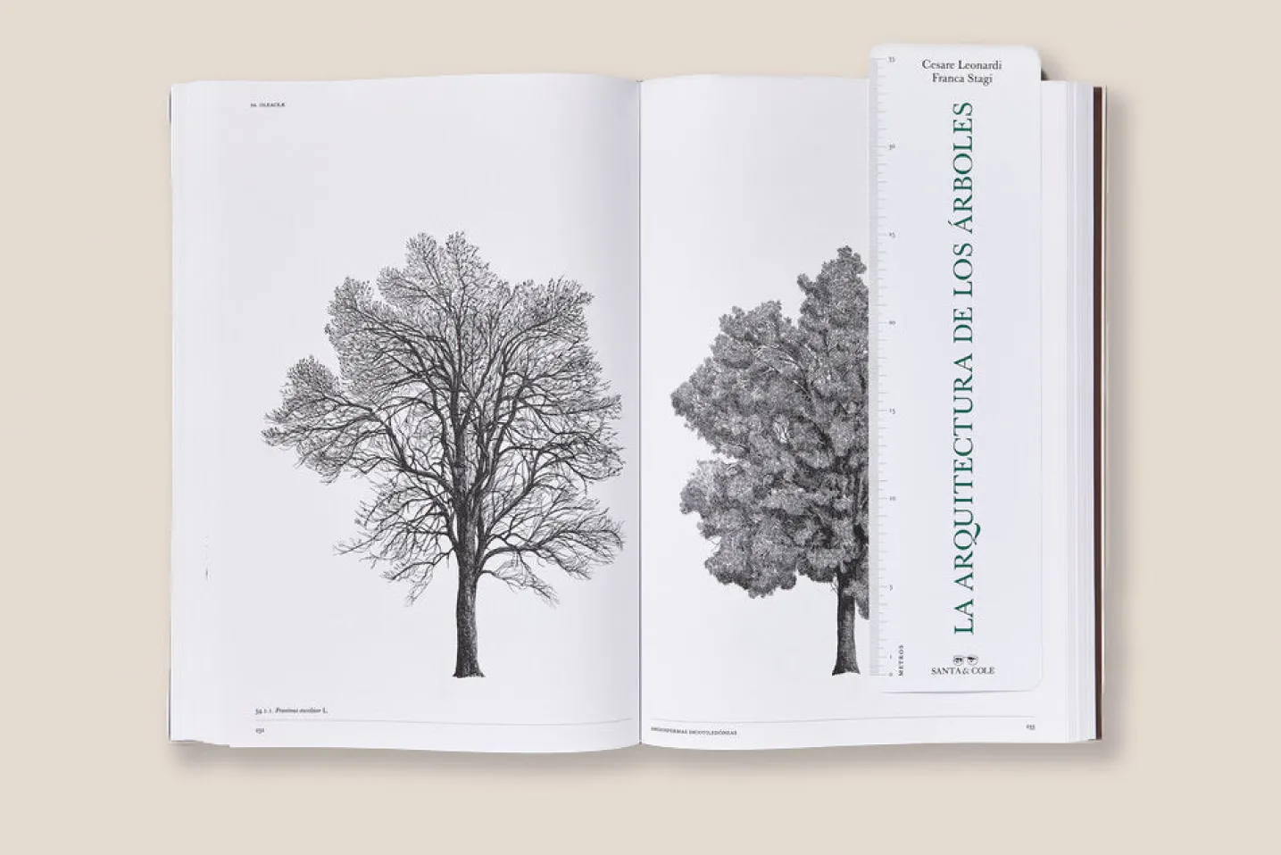 LA ARQUITECTURA DE LOS ÁRBOLES